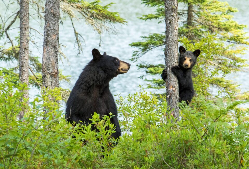 Canadian Animals: A Complete Guide to Wildlife Observation