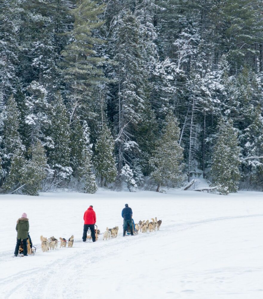 Traîneau à chiens en Mauricie, au cœur de la forêt du Lac Blanc