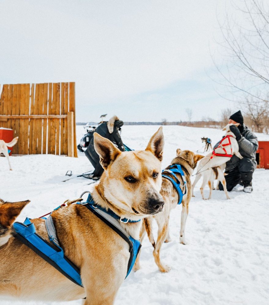 A Golden Opportunity to Enjoy Winter Nature Departing from Montreal