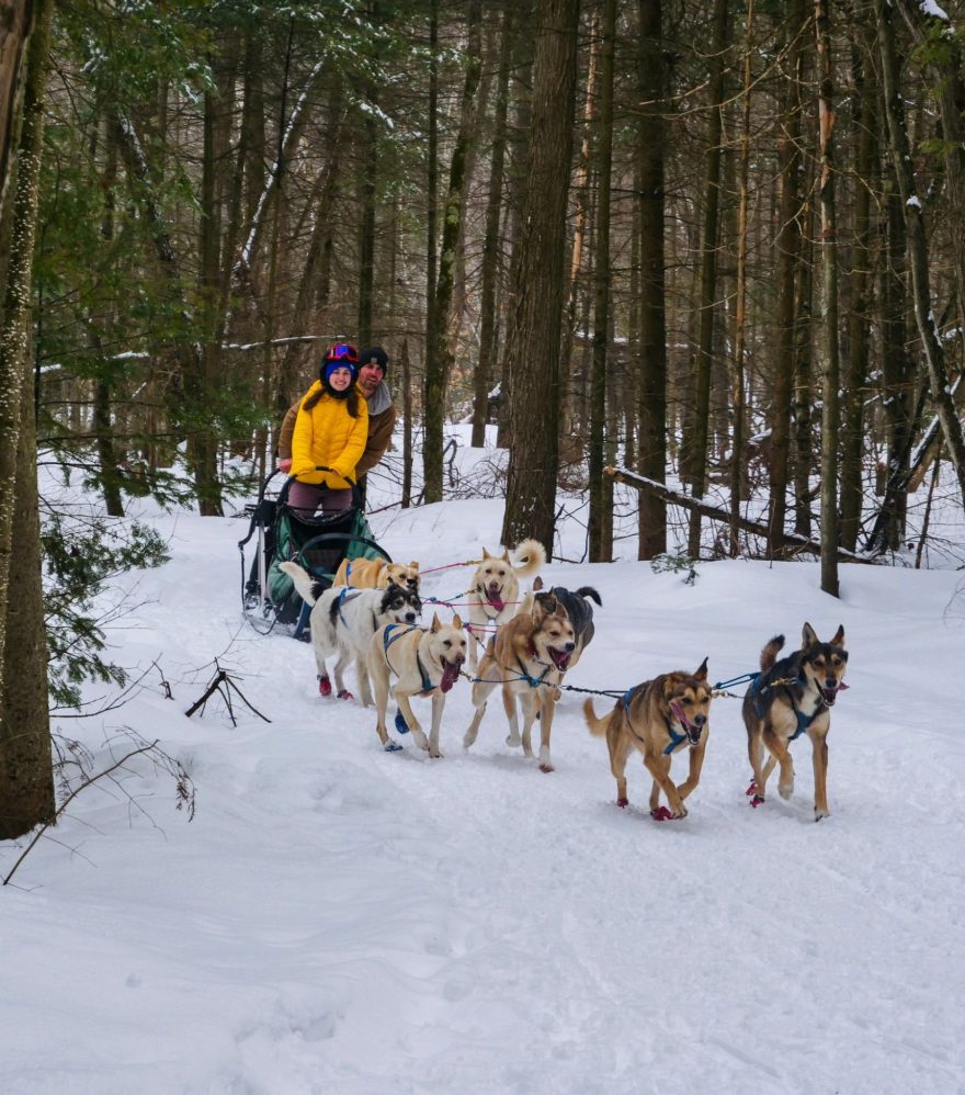 Vivez une aventure unique et mémorable en traîneau à chiens !