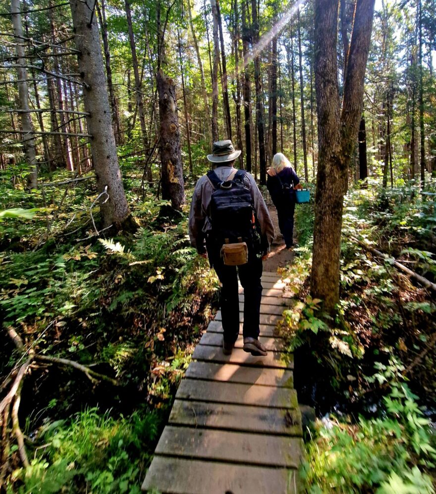 Discovering our forest’s edible treasures