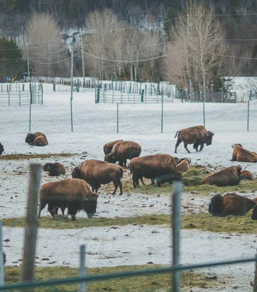 La Terre des Bisons