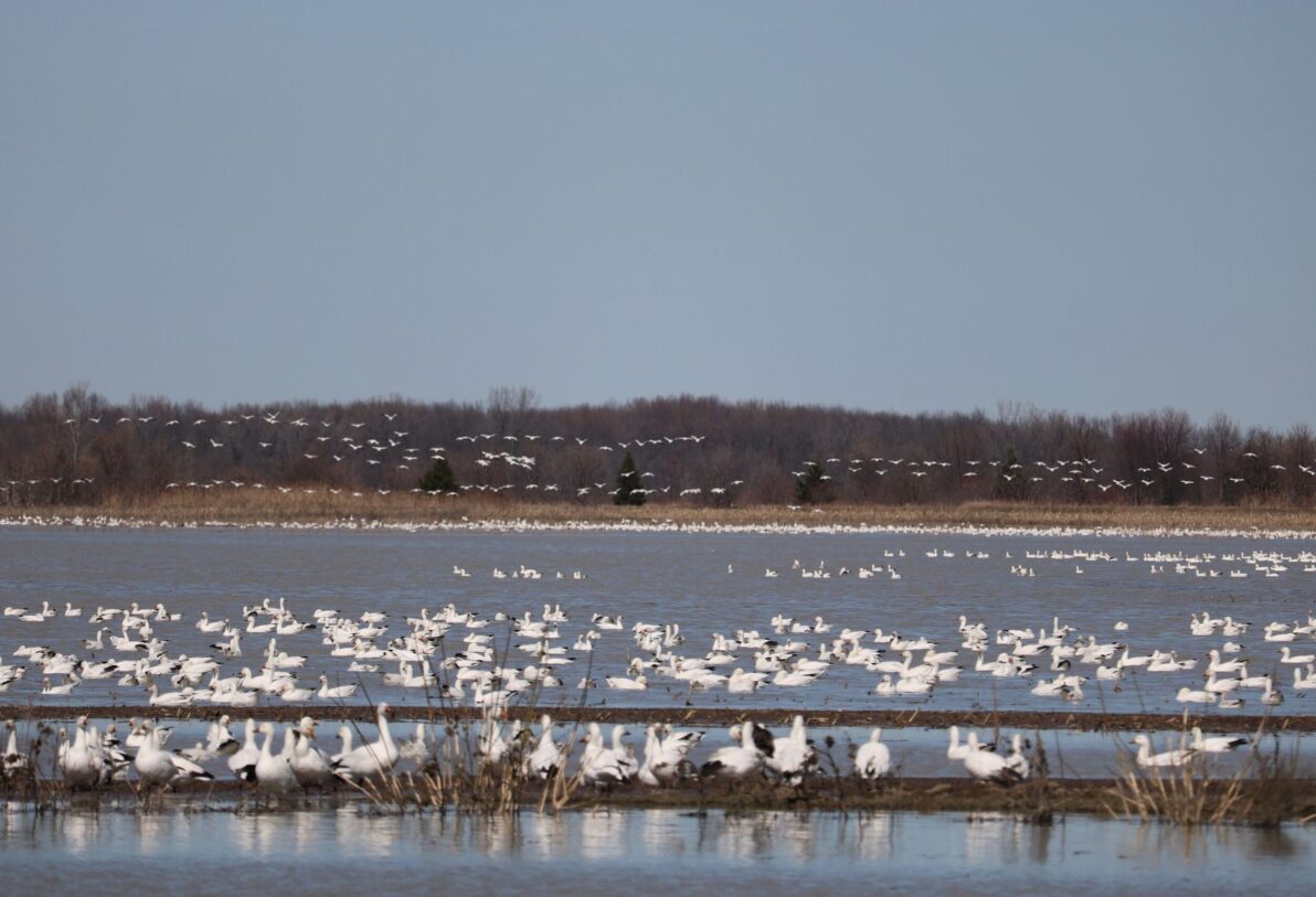 Observation des oies blanches à Baie-du-Febvre au Québec