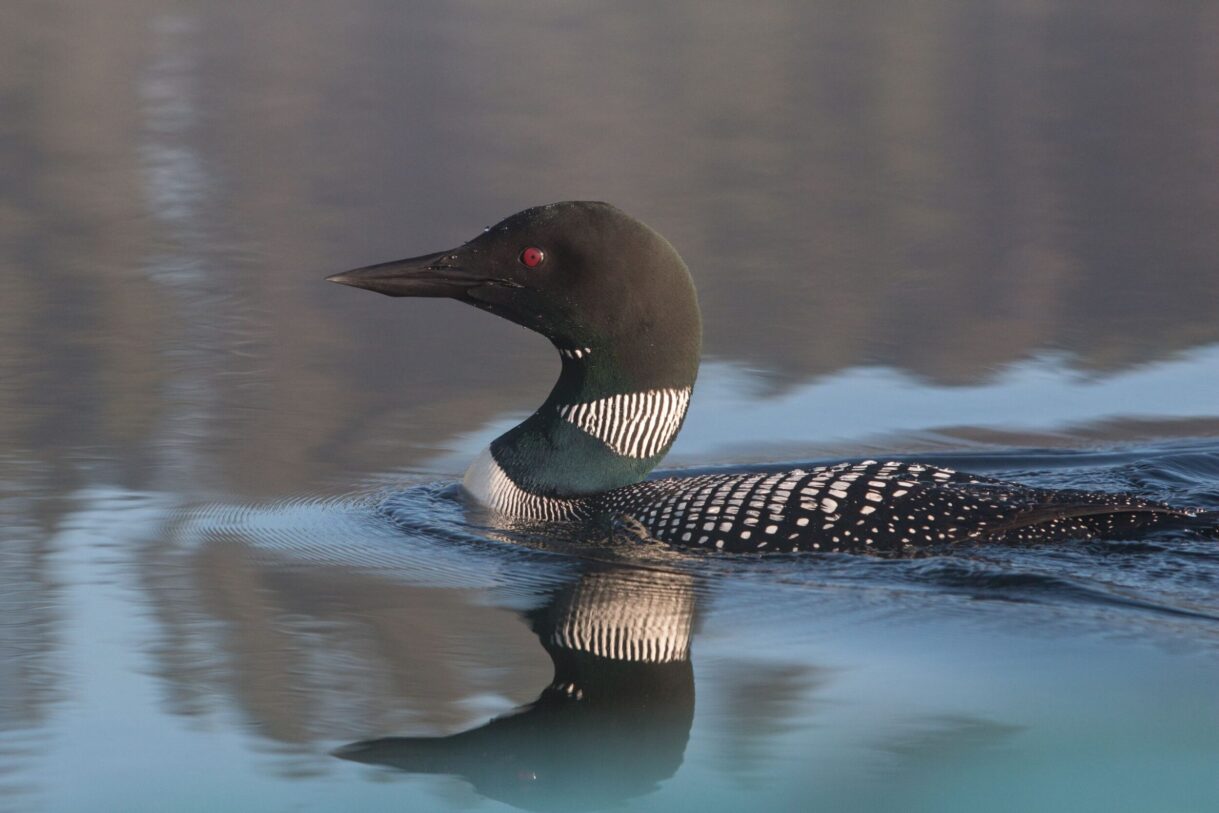 Huard à la Seigneurie du Triton en Mauricie au Québec