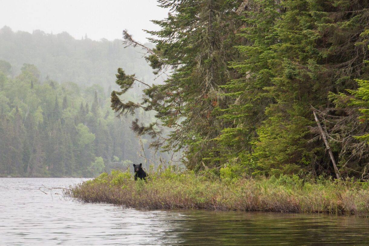 Observation d'un ours à la Seigneurie du Triton en Mauricie, au Québec