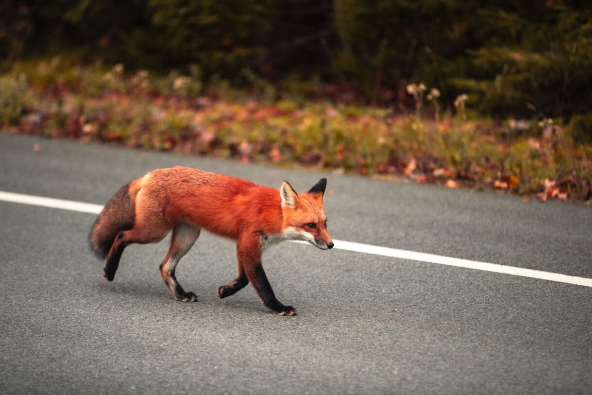Renard dans la parc national de la Mauricie au Québec