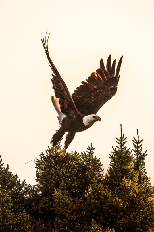 Aigle dans le parc national du Mont-Tremblant au Québec