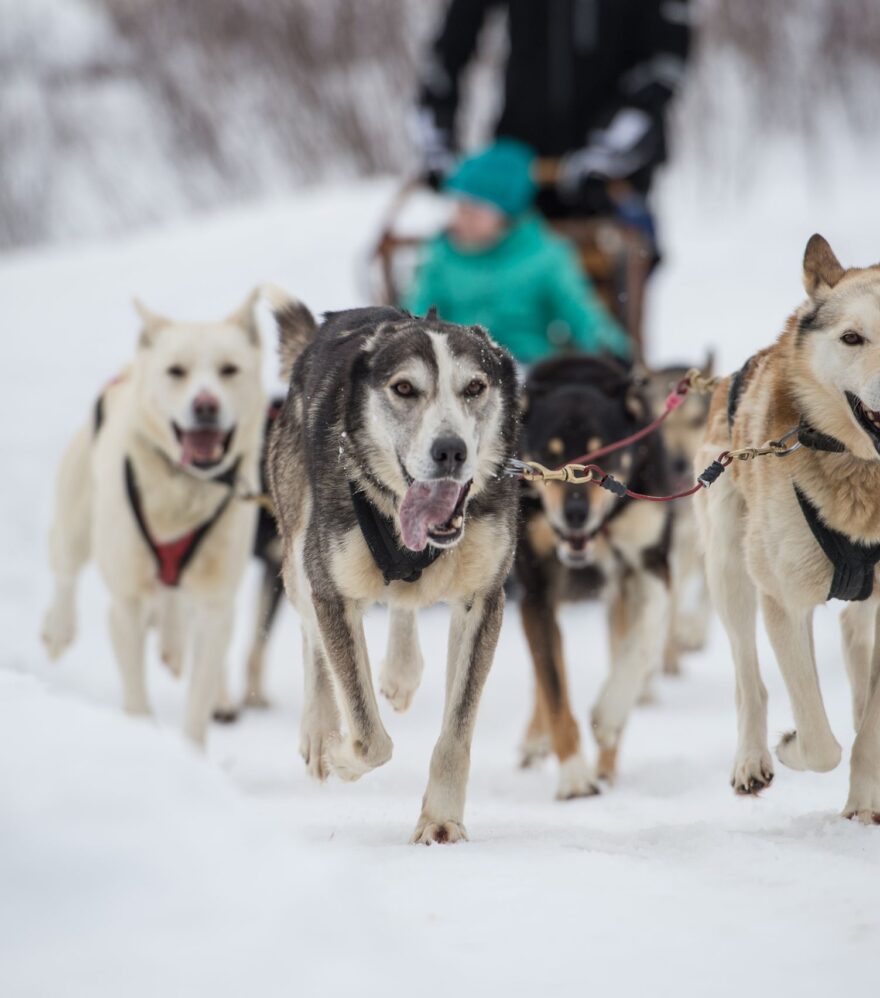 Excursion en traîneau à chiens au Québec dans un cadre enchanteur, à l'Auberge du Lac Taureau dans Lanaudière
