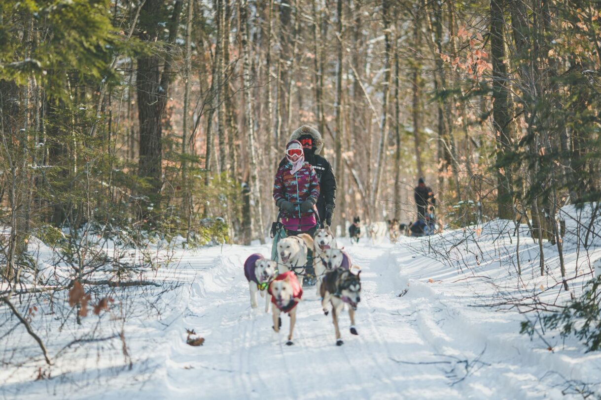 Traîneau à chiens aux Aventures Liguoriennes dans Lanaudière