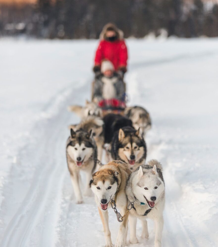 Traîneau à chien sur un lac gelé en Mauricie, au Québec