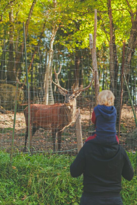 Animaux à la Pourvoirie Domaine Bazinet dans Lanaudièere