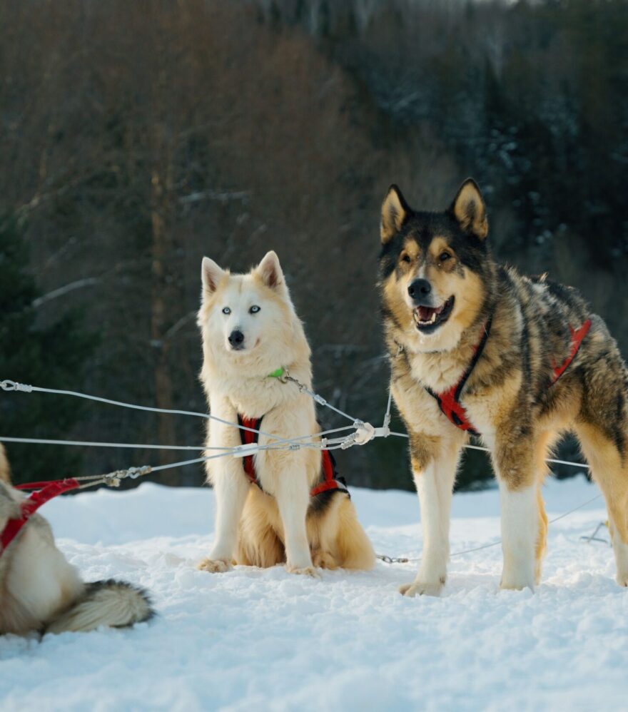 Chiens prêts pour une expédition en traîneau à chiens en Mauricie, au Québec