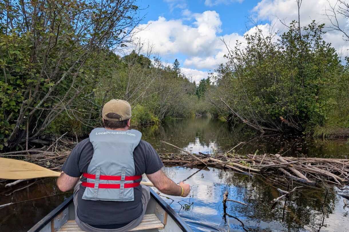 Barrage de castor sur le chemin vers les chutes Waber, parc national de la Mauricie