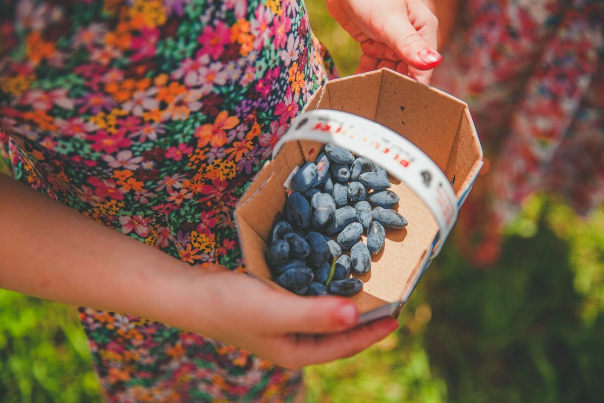 Cueillette de petits fruits